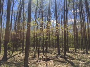 StClairMichiganVacantLand